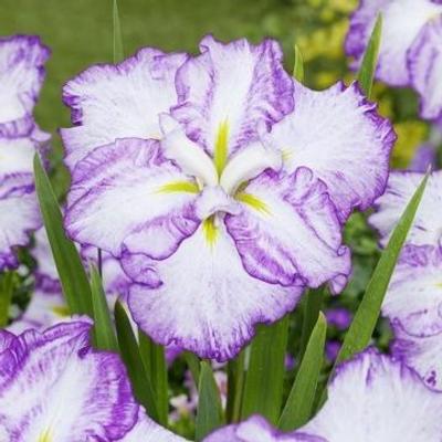 Iris ensata 'Dinner Plate Tiramisu'